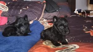 Scottish terrier puppies