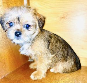 Shorkie puppies