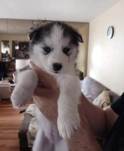 Siberian Husky Puppies