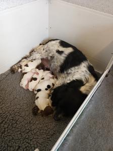 Springer Spaniel Puppies for Sale