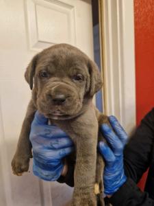 Stunning chunky cane corso puppies