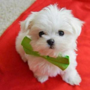 Stunning Genuine Maltese Puppies