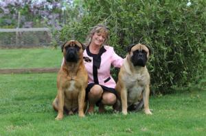 Sweetbryar Bullmastiffs