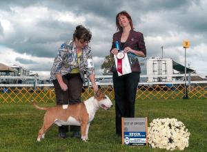 Glentom Bull Terriers