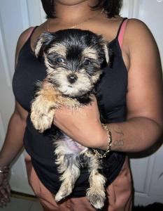 Yorkshire Terrier puppy