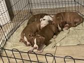 American Bullies - 9 weeks old in Miramar, Florida