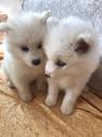 Beautiful Samoyed puppies for sale in Hatfield, UK