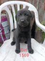 Chocolate Lab Husky x Akita puppies in Goldthorpe, South Yorkshire