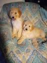 Goldendoodle puppies in Clearwater, Florida