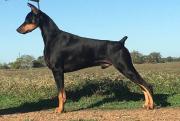 Horizon Dobermans in Richmond, Texas