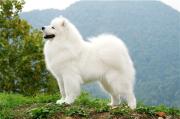 Kalaska Samoyeds in Melbourne, Victoria