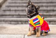 Kkeokjin Jindo in Atlanta, Georgia