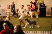 Munchener Giant Schnauzers in Boreen Point, Queensland