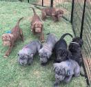 Neapolitan Mastiff puppies in Kingsgate, Washington