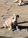 Pit bull pup for sale in Phoenix, KwaZulu-Natal