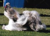 Placky Shih Tzu's in Hill Top, New South Wales