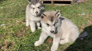 PREMIER AKC ALASKAN MALAMUTE PUPPIES in Saint Charles, Michigan