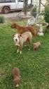 Registered Pure Bred Pitbull Puppies in Kempton Park, Gauteng