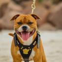 Staffroyale Staffordshire Bull Terriers in Medowie, New South Wales