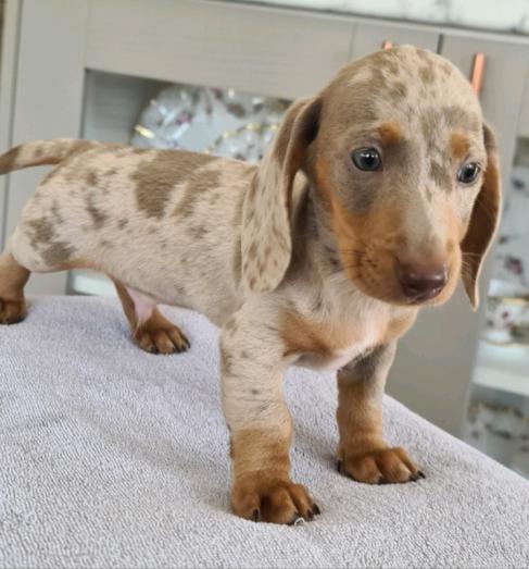 Dachshund Puppies in , 