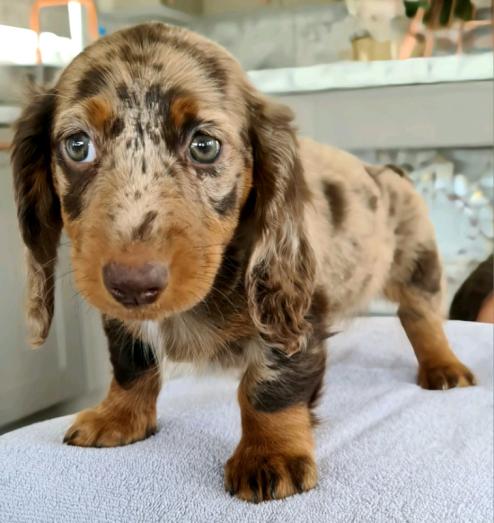 Dachshund Puppies in , 