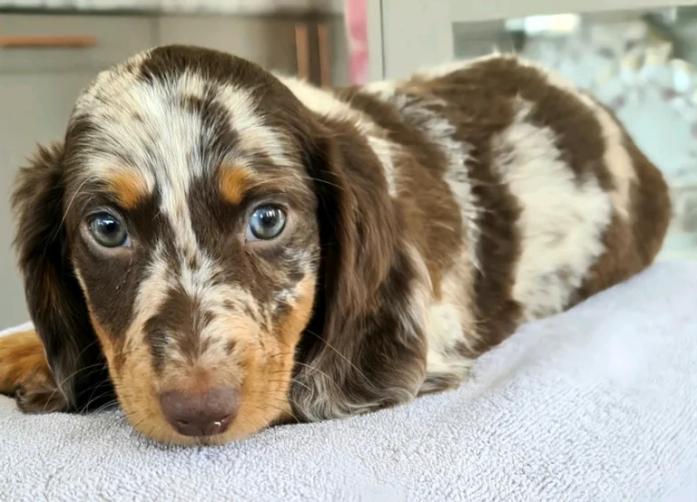 Dachshund Puppies in , 