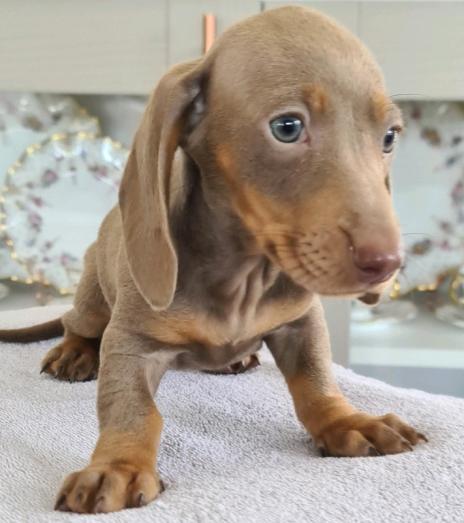 Dachshund Puppies in , 