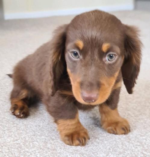 Dachshund Puppies in , 