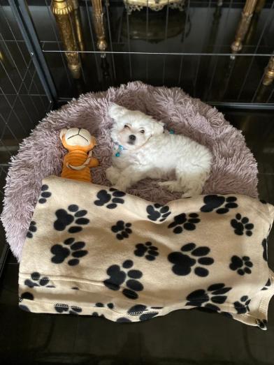 Maltese pupy for sale in , 