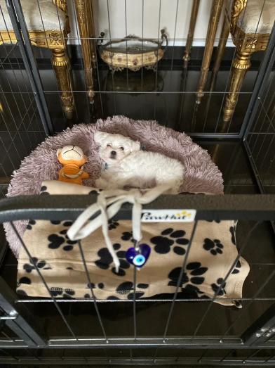 Maltese pupy for sale in , 