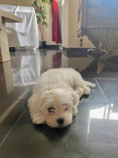 Maltese pupy for sale in , 