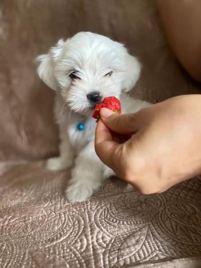 Maltese pupy for sale in , 