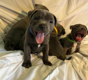 1 KC Blue Staffordshire Bull Terrier Puppy