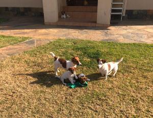 Jack Russell Puppies