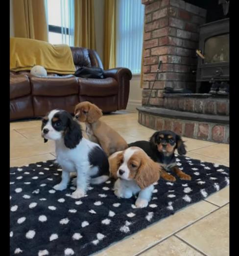 Cavalier King Charles puppies in , 