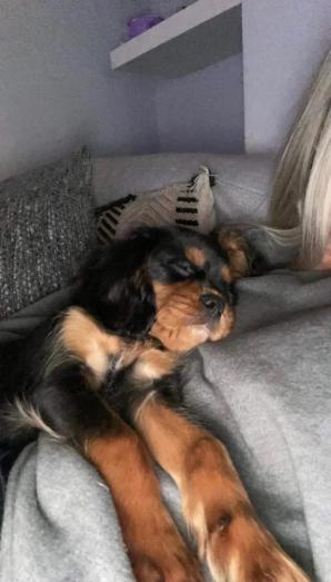 Cavalier King Charles puppies in , 