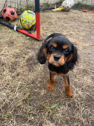 Cavalier King Charles puppies in , 