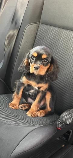 Cavalier King Charles puppies in , 