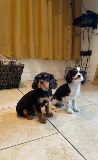 Cavalier King Charles puppies in , 