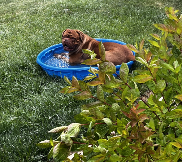 Dogue de Bordeaux Puppies French Mastiff in , 