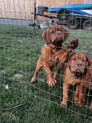 Dogue de Bordeaux Puppies French Mastiff in , 