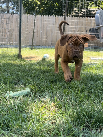 Dogue de Bordeaux Puppies French Mastiff in , 