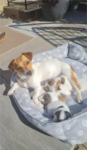 Jack Russell puppies in , 