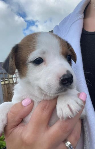 Jack Russell puppies in , 