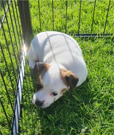 Jack Russell puppies in , 