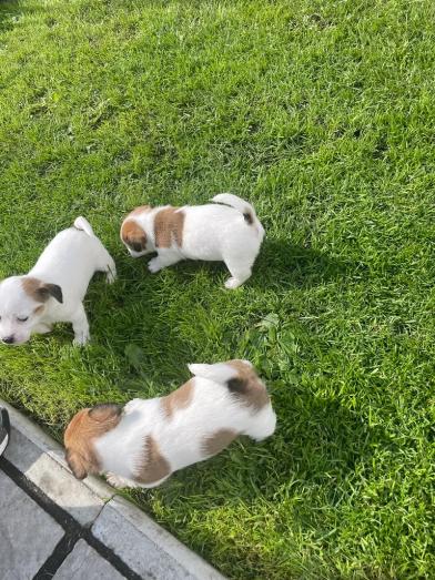 Jack Russell puppies in , 