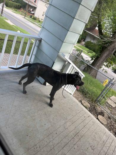 Selling my pet Cane Corso in , 