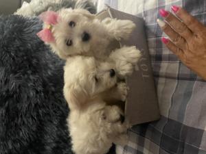 10 weeks old Maltese puppies