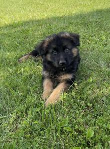 AKC German Shepherd Puppies