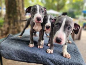 Blue nose pit bull puppies